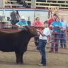 Austin Thomas: Austin Thomas with his 2nd place cross-bred market steer at the state fair.